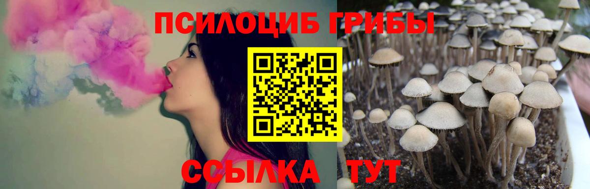 Арсеньев  Псилоцибиновые грибы Psilocybine cubensis  Вход с VPN 